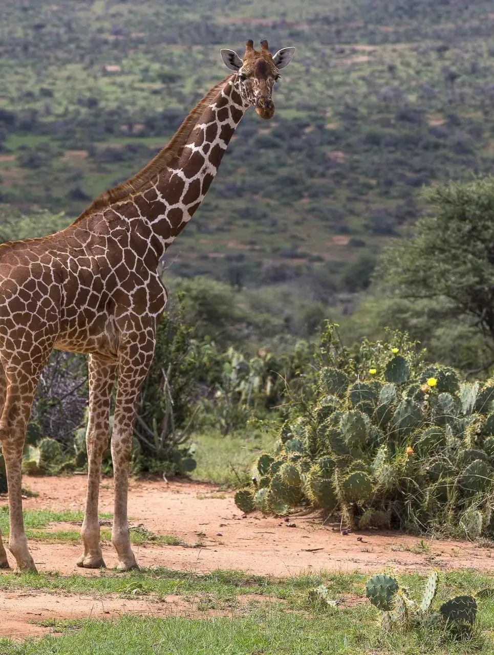 A reticulated giraffe standing among green bush and cactus in northern Kenya