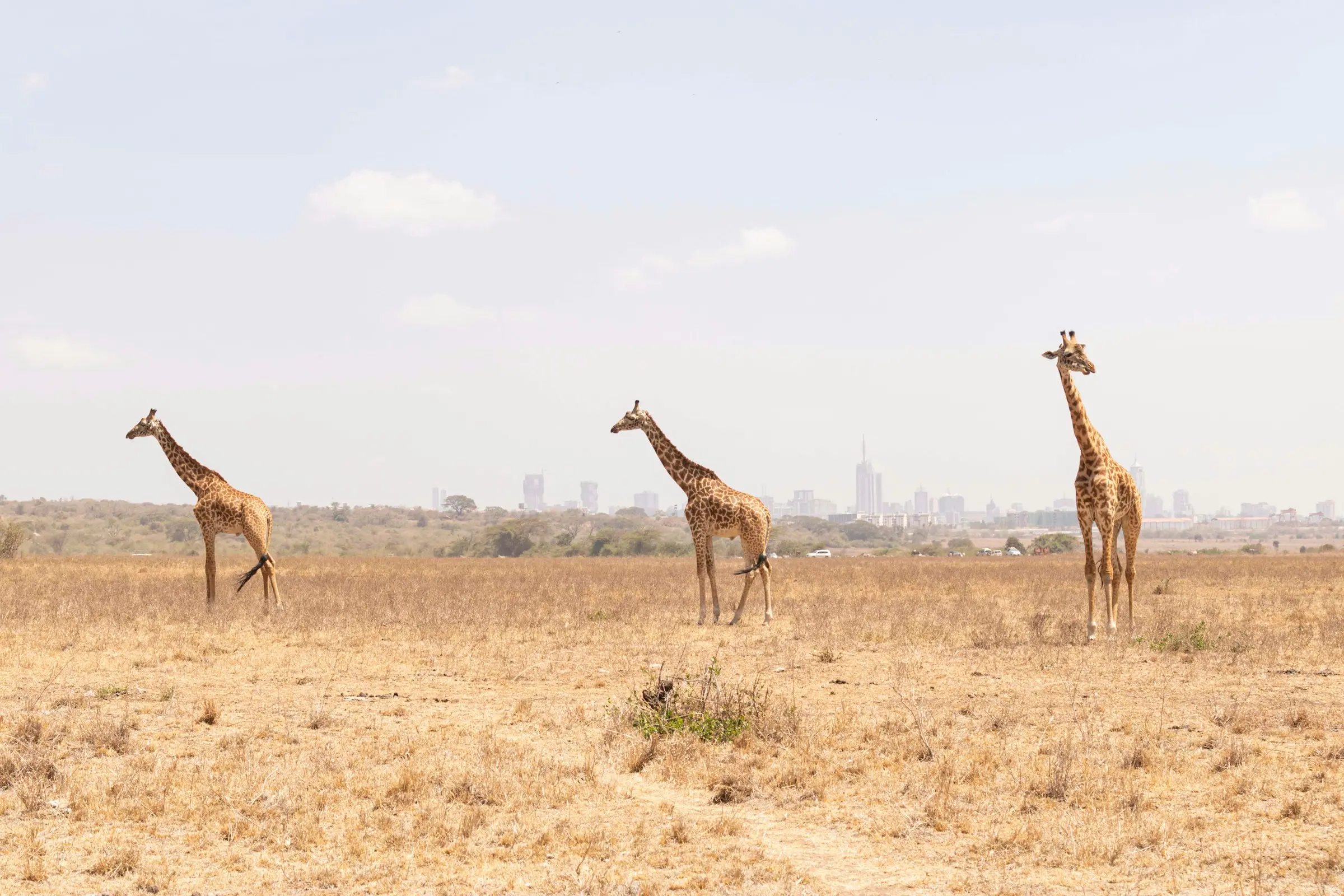 Three giraffes on the dry plains of Nairobi National Park with the city skyline on the horizon