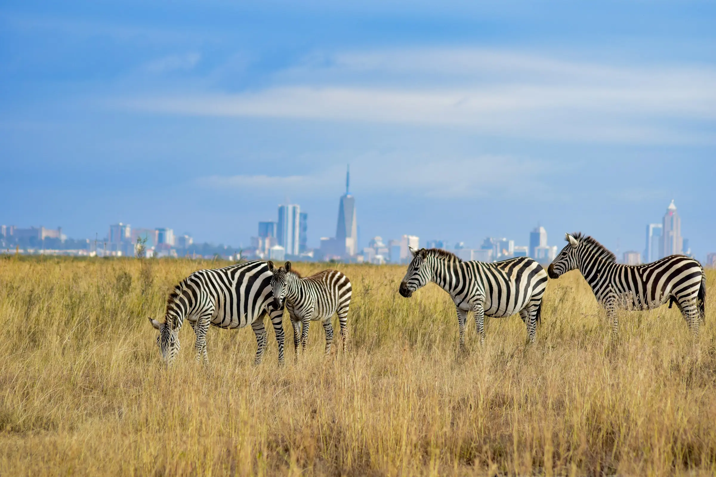 A small herd of zebras in long golden grass with the Nairobi skyline behind them