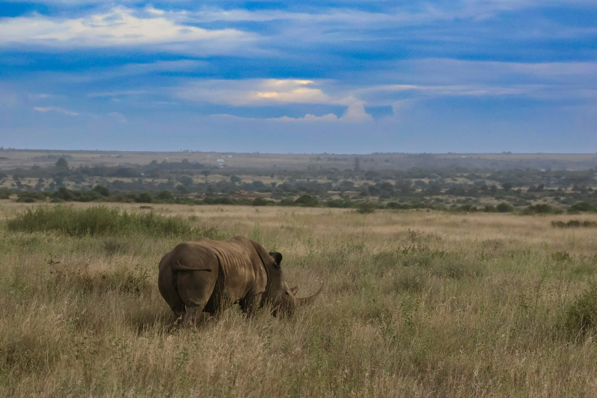 A rhino grazing head-down in the tall grass of Nairobi National Park under a wide sky