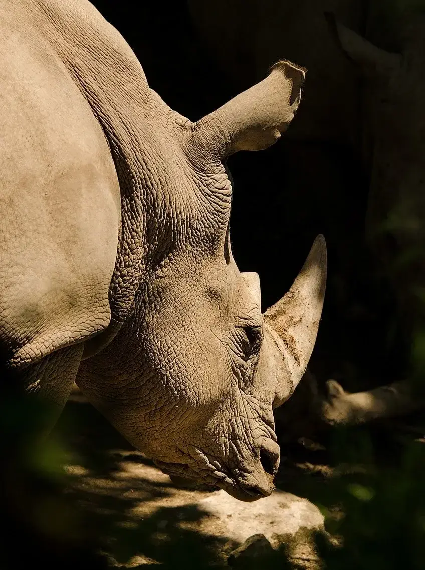 A white rhino grazing in a shaft of low sunlight