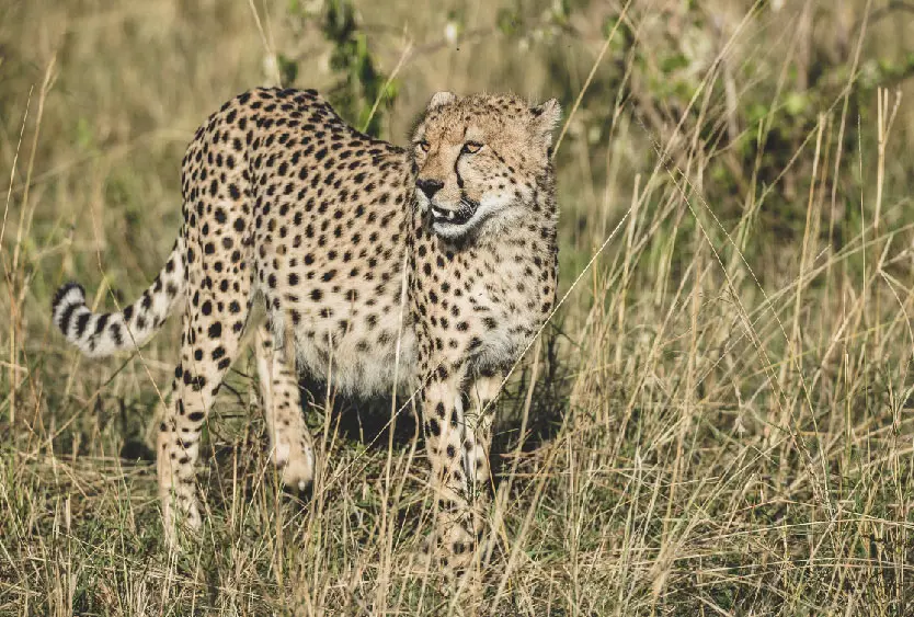 Cheetah standing alert in long grass on the Mara plains