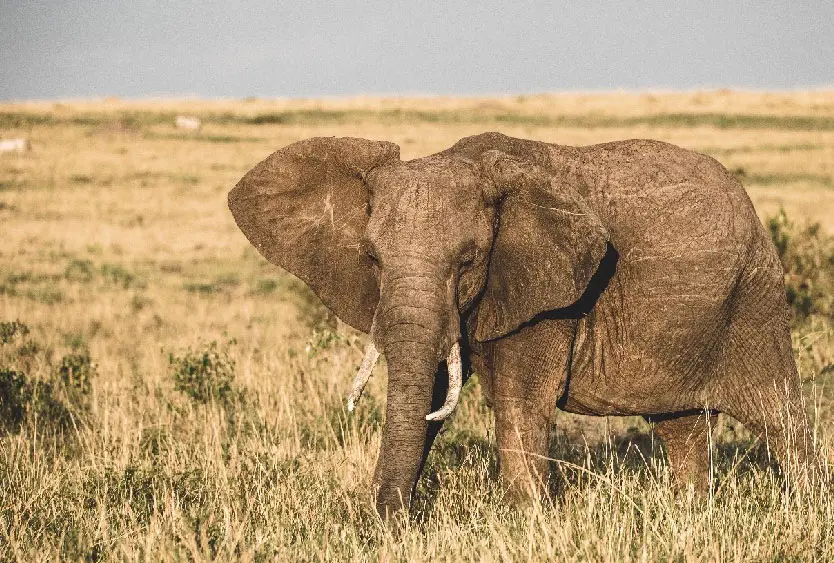 Elephant walking through golden grass in the Masai Mara