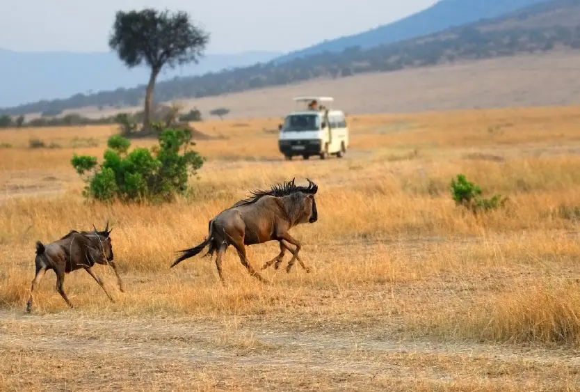 Safari vehicle watching wildebeest cross the open plains one last time