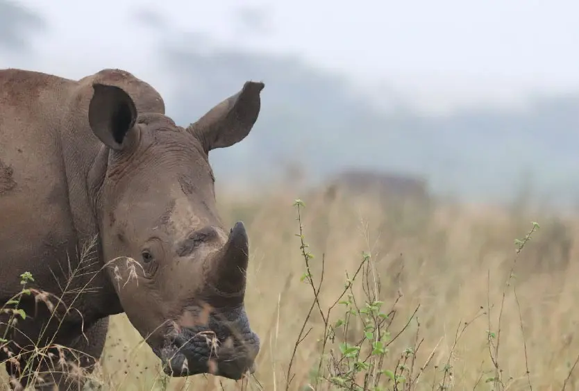 Rhino grazing in the morning mist