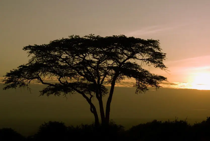 Acacia silhouetted against a golden Kenyan sunset